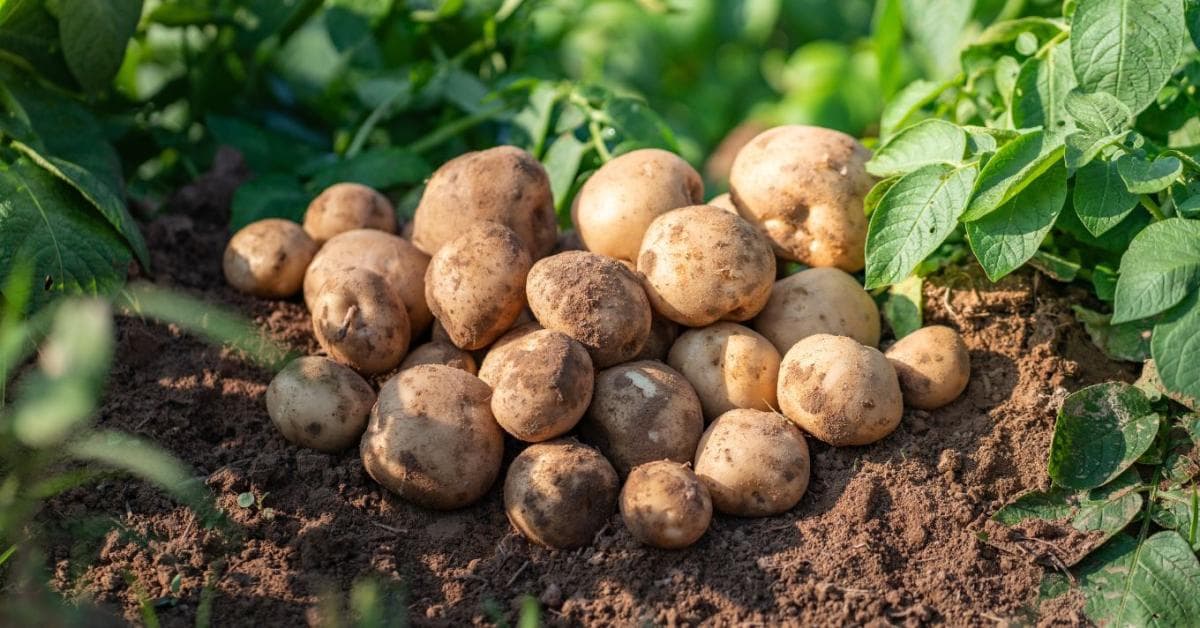 Szárazság hatásai: kicsi burgonyák és takarmányhiány – Mit tehetnek a gazdák?